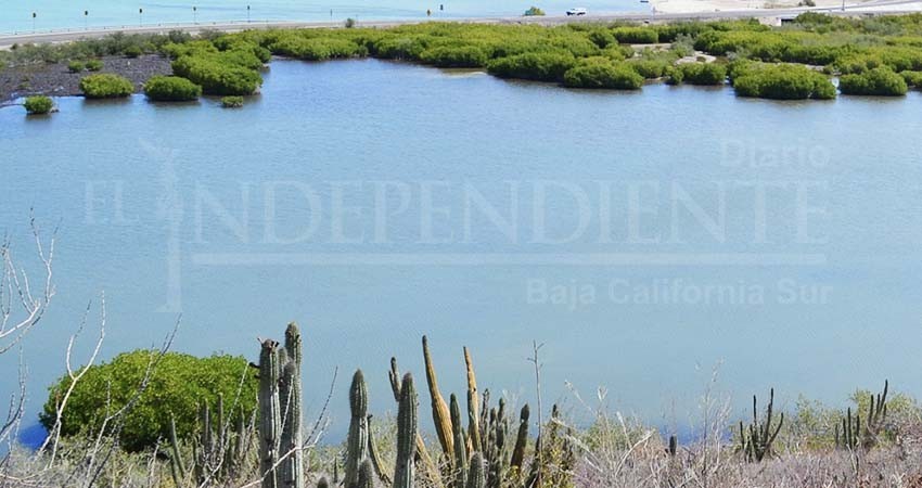 Iniciará Ayuntamiento de La Paz reforestación de manglares