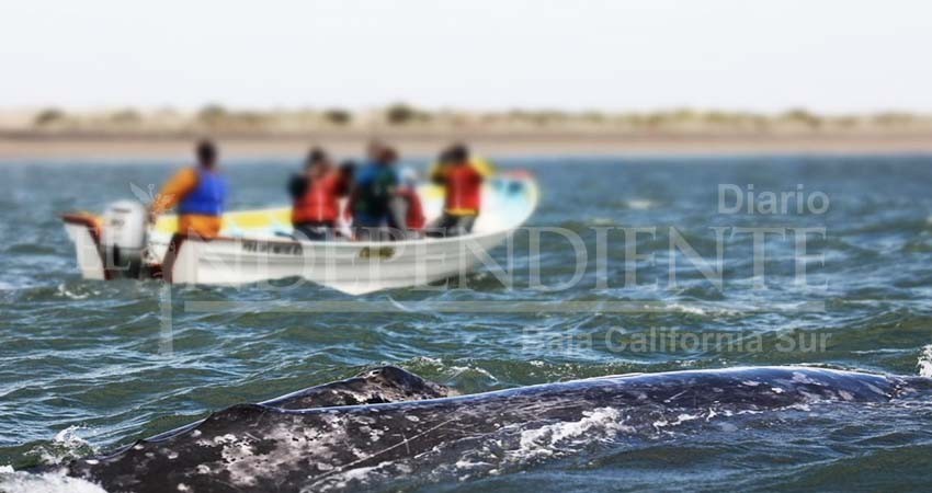 En Puerto Chale sí habrá permisos para avistamiento de la ballena gris: Alcalde