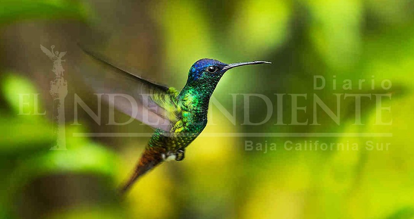 Cuenta BCS con su primera guía de aviturismo