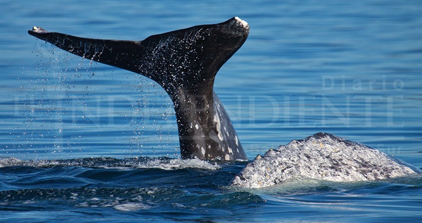 Podría ser Punta Lobos nuevo sitio de avistamiento de ballenas en La Paz