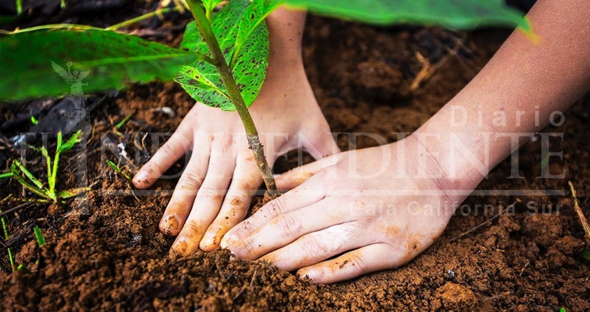 Busca Alcalde de La Paz que estudiantes planten árboles como requisito de graduación