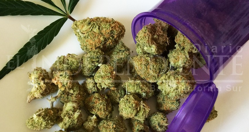 Padres de familia no ven con buenos ojos la regulación del cannabis