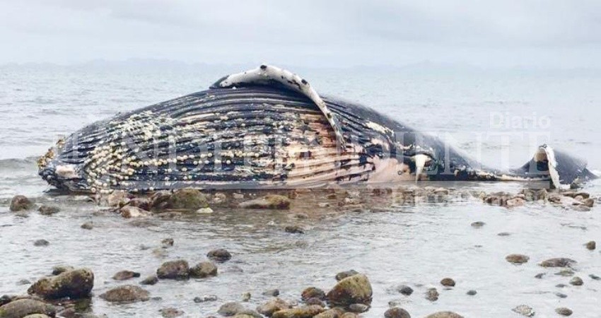 Localizan una ballena varada en afrenta a playas de El Mogote