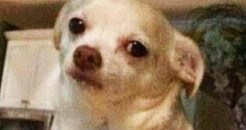 Decirle ‘mascota’ a tu perro puede ser 'ofensivo': PETA pide no hacerlo