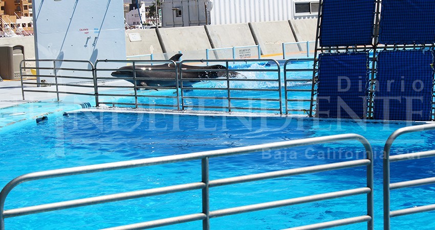 Sea Shepherd la organización más importante de rescate de los mares lanzará un programa de  turismo de conservación