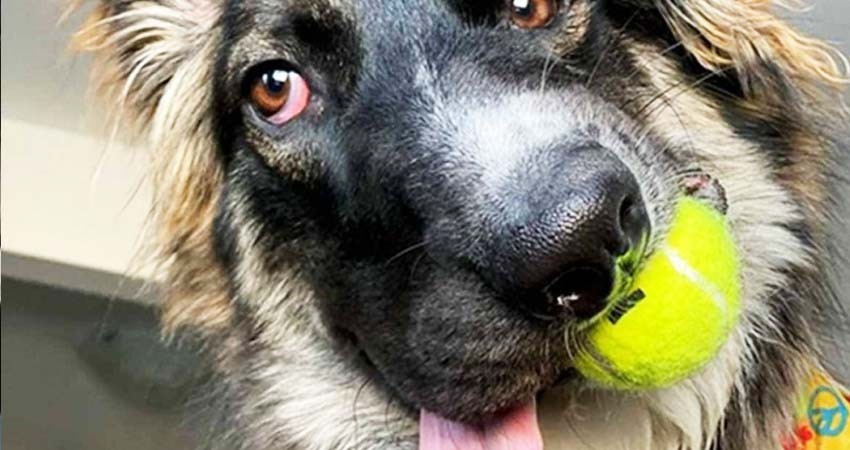 Conoce a Brodie, el perrito 'cara chueca' más tierno