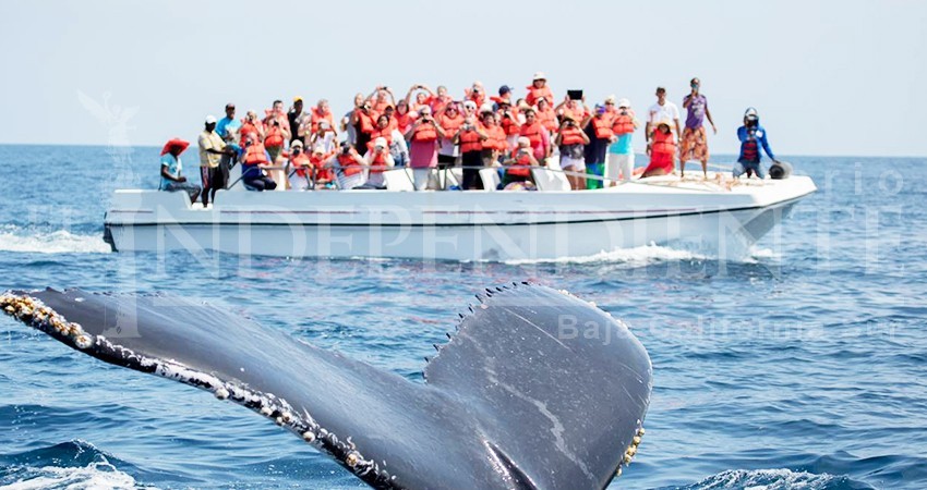 Violan prestadores de servicios NOM-131 para observación de ballenas