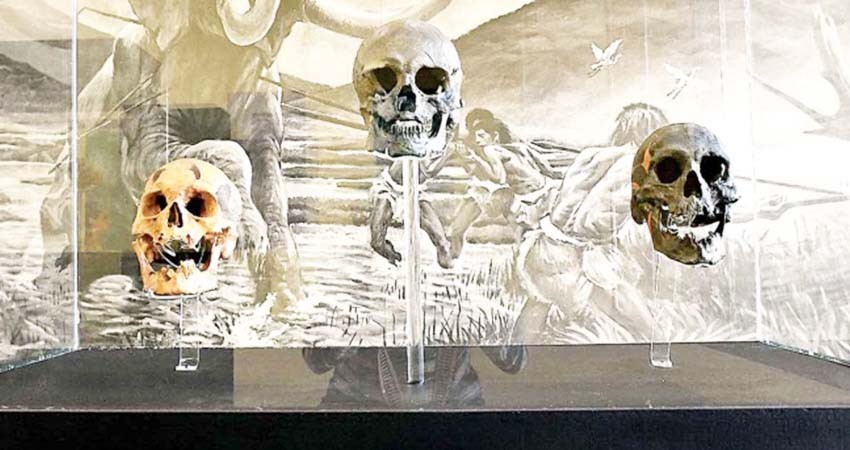 Relatan con huesos la evolución humana en el Museo de Tepexpan