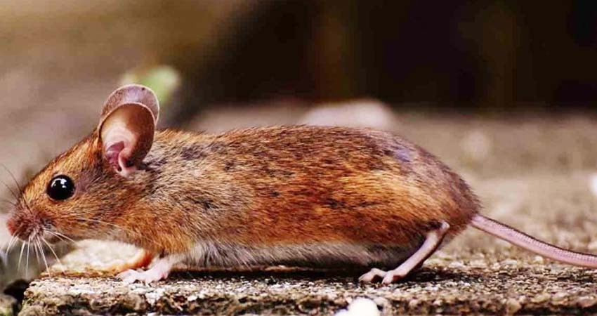 Zoológico te invita a 'bautizar' ratón como tu ex para ser alimento de víbora