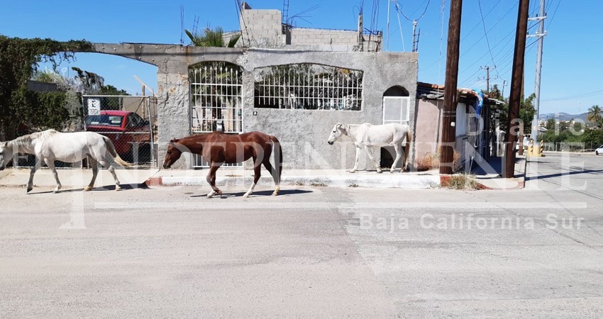 Incontrolable el problema de ganado suelto; urge una solución