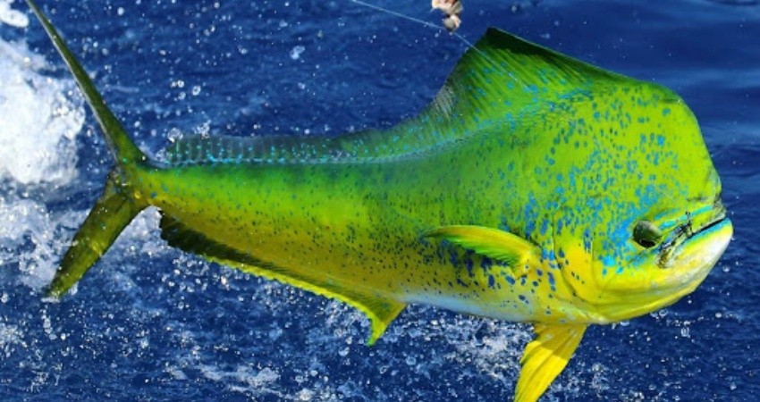 Congreso BCS notificará al Congreso de la Unión su oposición a la liberación del Dorado