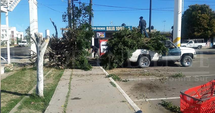 Investigarán “permisos” de tala de árboles de Ley 8 de Octubre