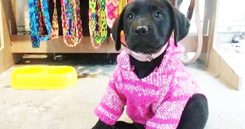 #FotoDeMiPerrito un TT para iniciar la semana felices