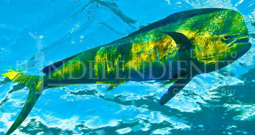 Rechazamos “Parlamento Abierto” para liberación del Dorado: Ramiro Ruíz