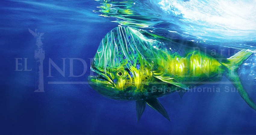 Lista la defensa sudcaliforniana para preservar el Dorado 