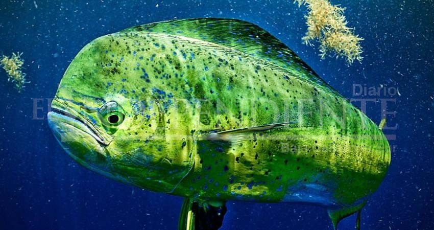 En Baja California Sur no se abrirá la pesca comercial para el Dorado: Legisladora