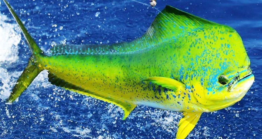Se discute la apertura comercial del pez Dorado