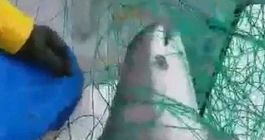 EU oficializa ampliación de embargo pesquero contra México por vaquita