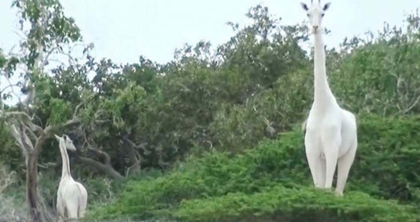 Cazadores matan a la única jirafa blanca y a su cría