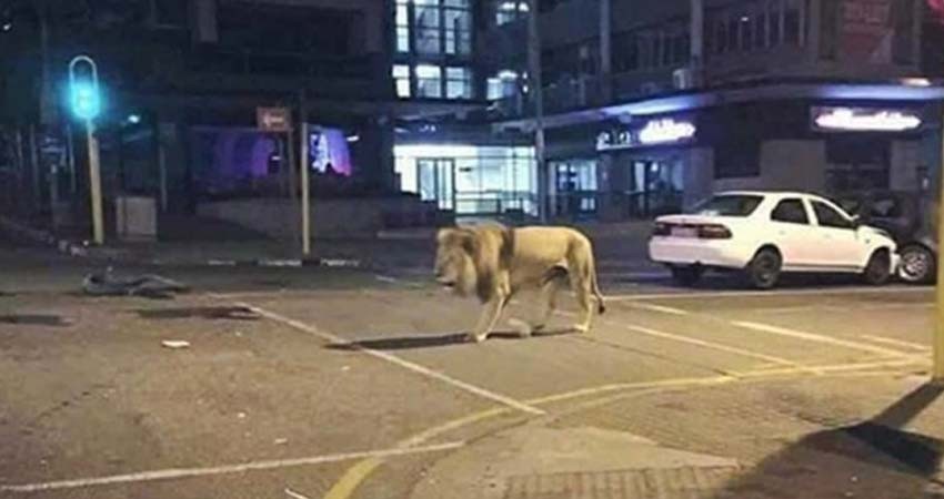 ¿Putin soltó leones por las calles para obligar a la gente a quedarse en casa?