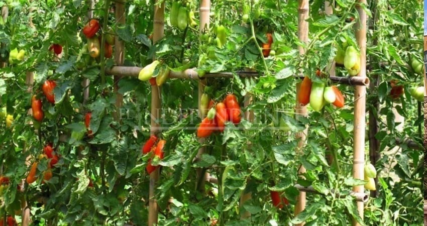 Reportan agricultores orgánicos exportación a la baja por pandemia de COVID- 19