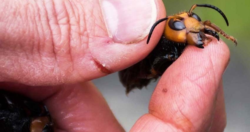 Captan a abejas luchando contra 'avispón asesino'