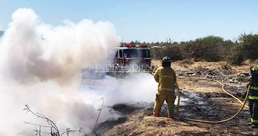 Multas por desmonte de vegetación y fauna son superiores a 80 mil pesos: Ecología 