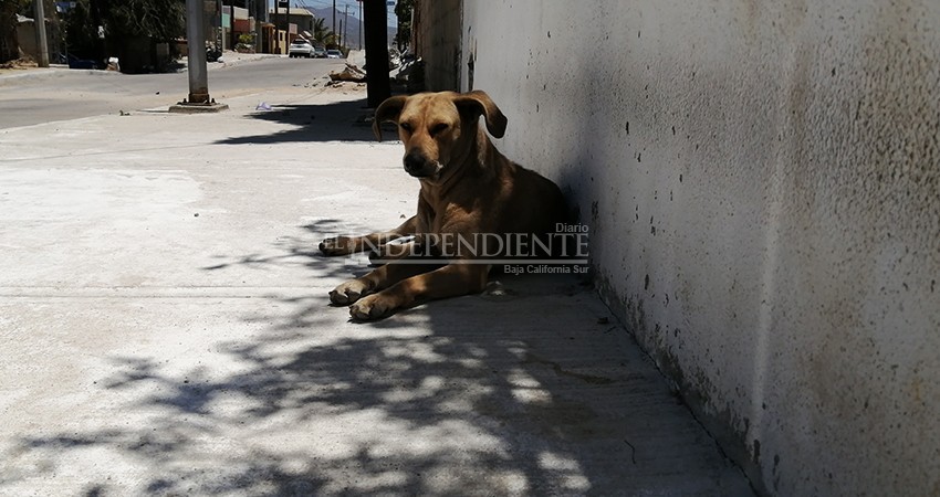Mascotas abandonadas  son consideradas “fauna nociva” para el ecosistema