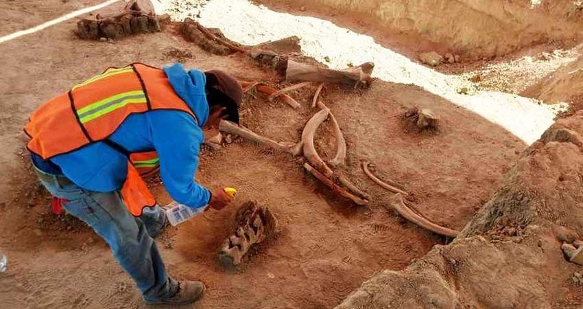 Los mamuts encontrados en Santa Lucía no fueron cazados por el hombre