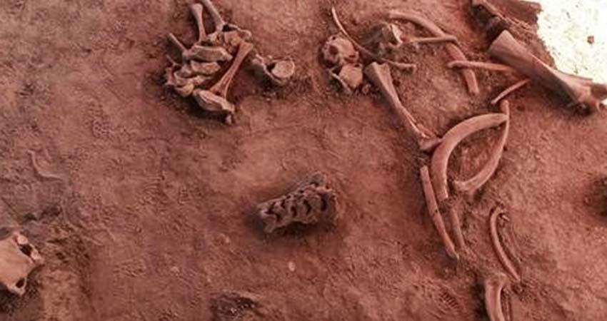 Hallazgo de 60 mamuts hará cambiar la trayectoria de la obra en Santa Lucía