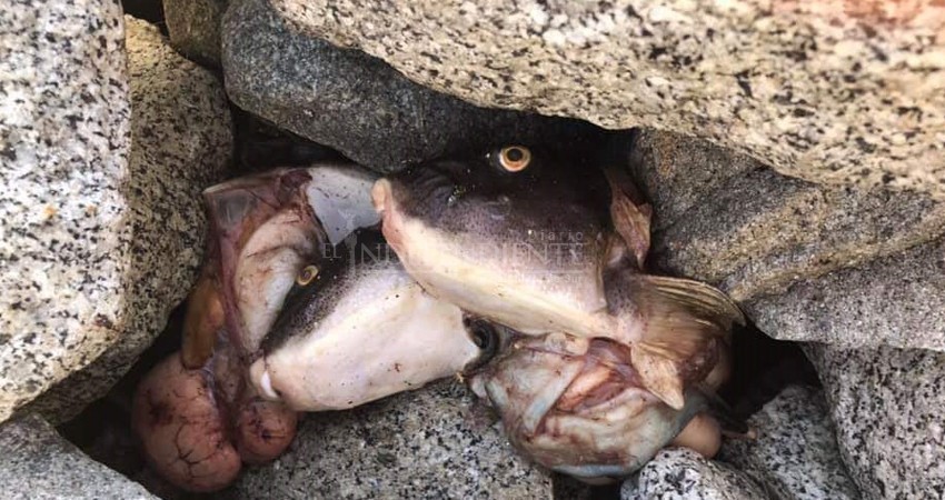 Violan la prohibición de pesca de orilla y contaminan playas arrojando vísceras de pescado 