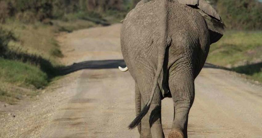 Matan a elefanta embarazada, le dieron una piña con explosivos