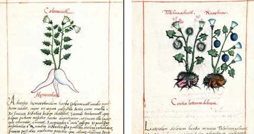 Da a conocer la SRE una edición renovada del Códice De la Cruz-Badiano