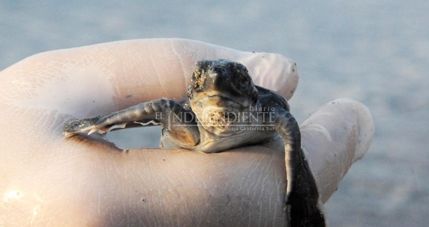 Mortandad de caguamas en López Mateos supera los límites impuestos por CONAPESCA