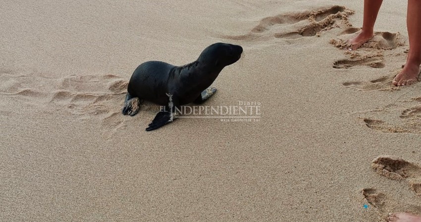 Sorprende a bañistas cría de Lobo Marino merodeando en playas de CSL