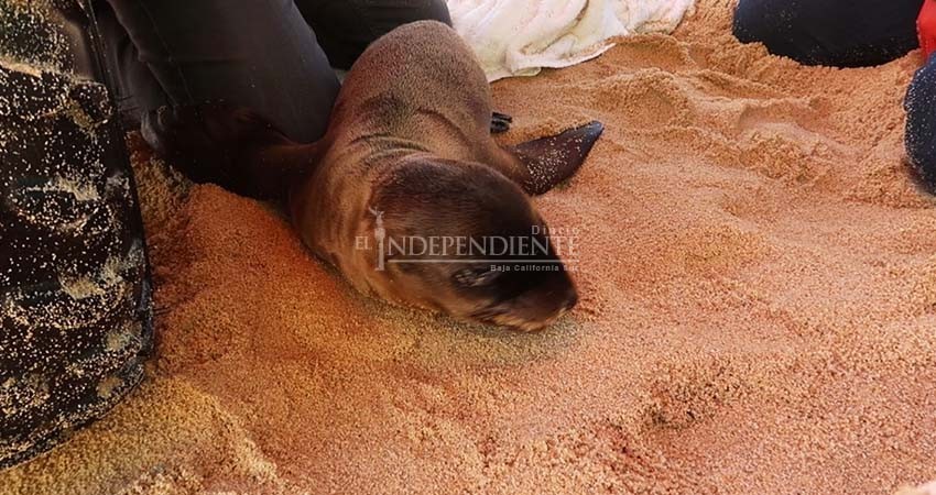 Intento de rescate de cachorro de lobo marino en CSL terminó en su muerte