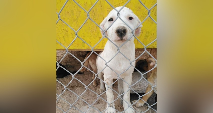 Durante junio fueron dados en adopción cinco perros por parte del CEMAC