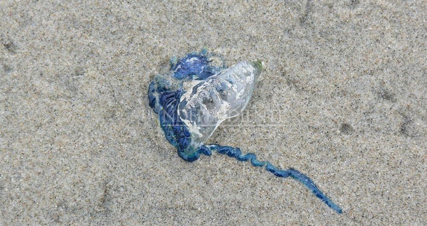 Piden tomar precauciones por presencia de “aguamalas” en las playas 