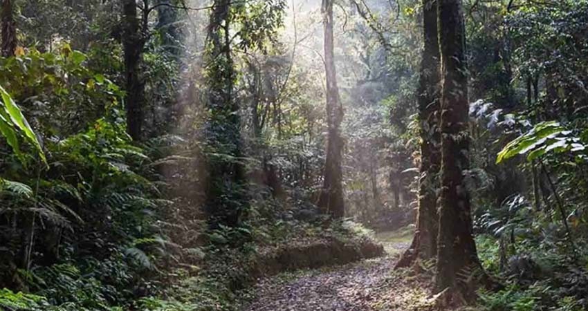 Tras seis días de persecución detienen al 'Rambo de la Selva Negra'