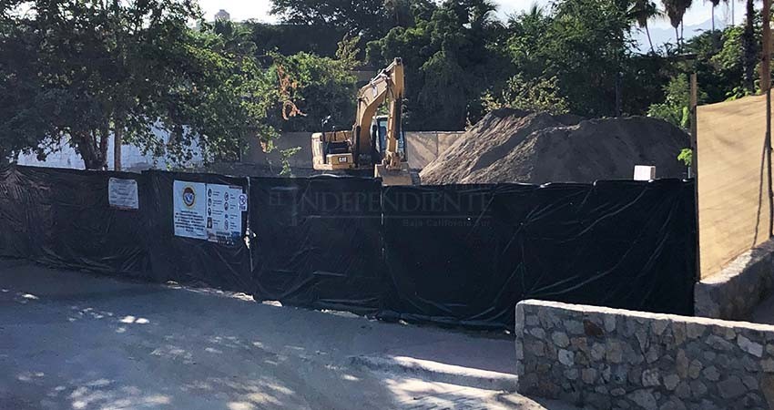 Piden renuncia del director de Ecología por permitir tala de árboles con historia de 60 años