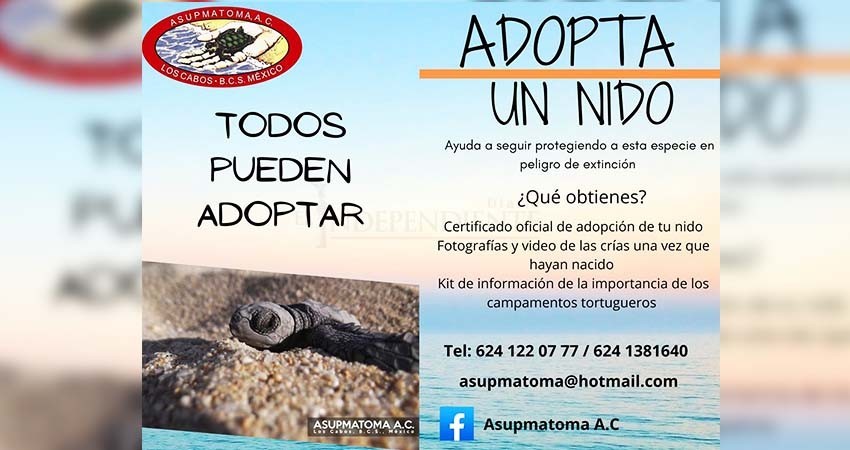 Lanza ASUPMATOMA campaña “adopta un nido de tortuga”