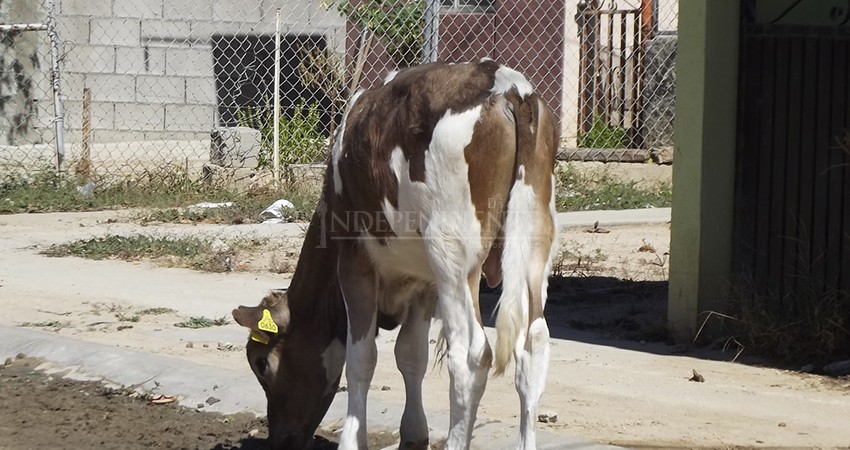 Robo de ganado en BCS no da tregua, doce casos más se registraron durante junio 