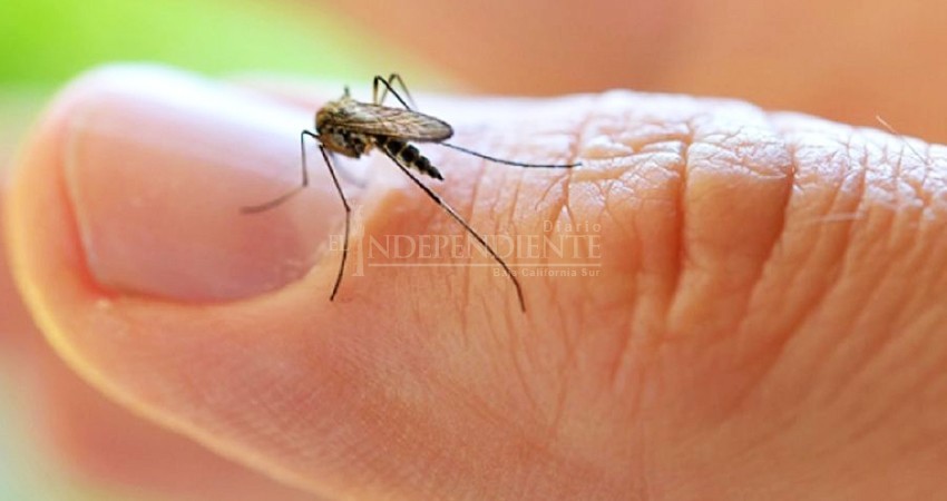 Ante escenario de COVID-19, este año modifican estrategias en la lucha contra el dengue