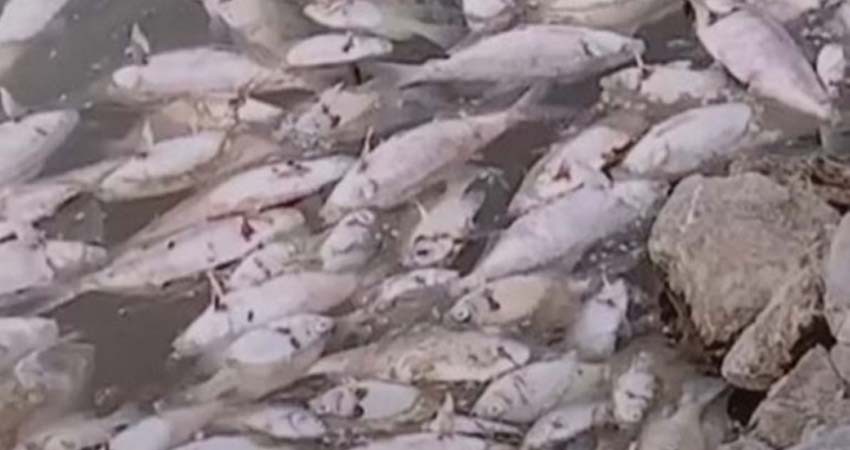 Aparecen miles de peces muertos en EU; nadie sabe el motivo