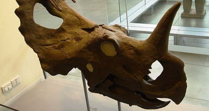 Descubren tumor de cáncer en dinosaurio de 77 millones de años