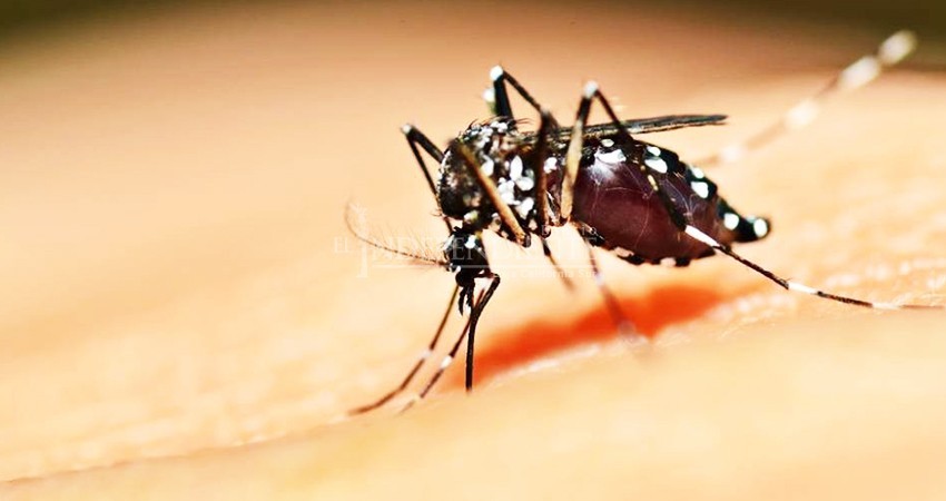 BCS, entre las entidades con menos casos de dengue en lo que va del año 