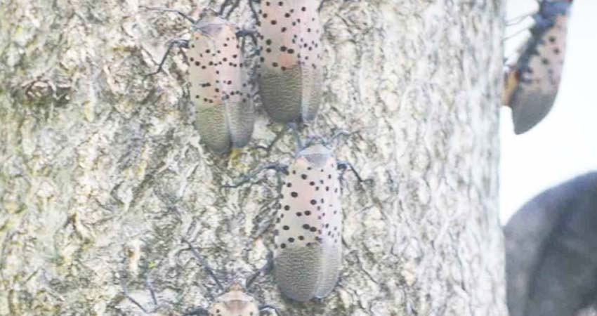 Nueva Jersey impone cuarentena por insecto exótico