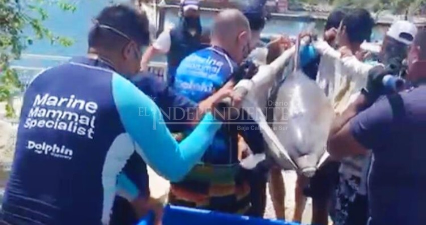 Encerrados en cajas y camiones de mudanza tenían a delfines y lobos marinos de SJC