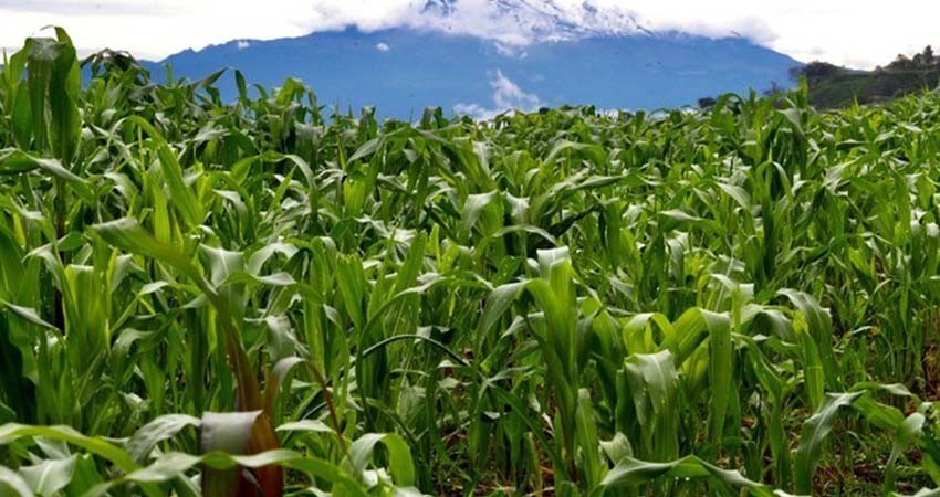 Alertan sobre el uso irracional de herbicidas