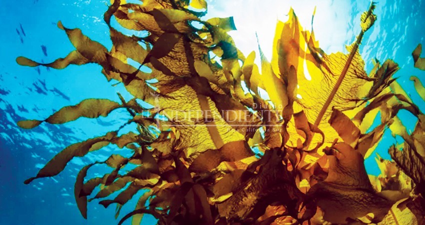 Descubren insecticida en algas marinas; podría ser efectivo contra el mosquito transmisor del dengue